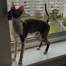 Irish Whiskey Elemani Dream