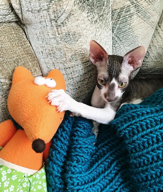 Irish Whiskey Elemani Dream - cornish rex