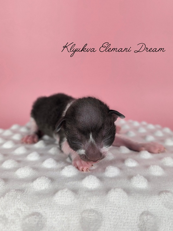 K4 Elemani Dream - Kitten cornish rex 1 week