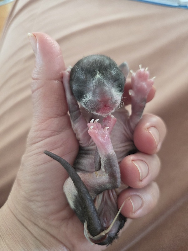 K4 Elemani Dream - Kitten cornish rex