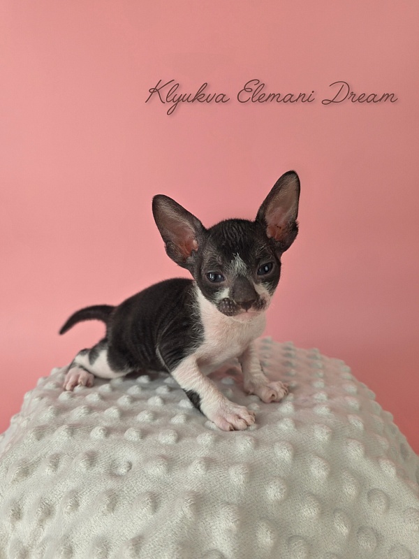 K4 Elemani Dream - Kitten cornish rex 4 weeks