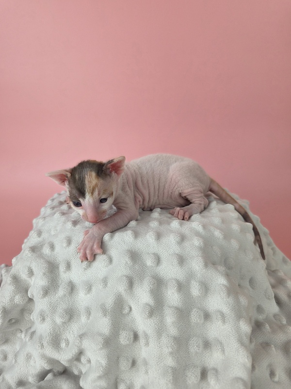 L1 Elemani Dream - Котенок корниш-рекс 2 недели