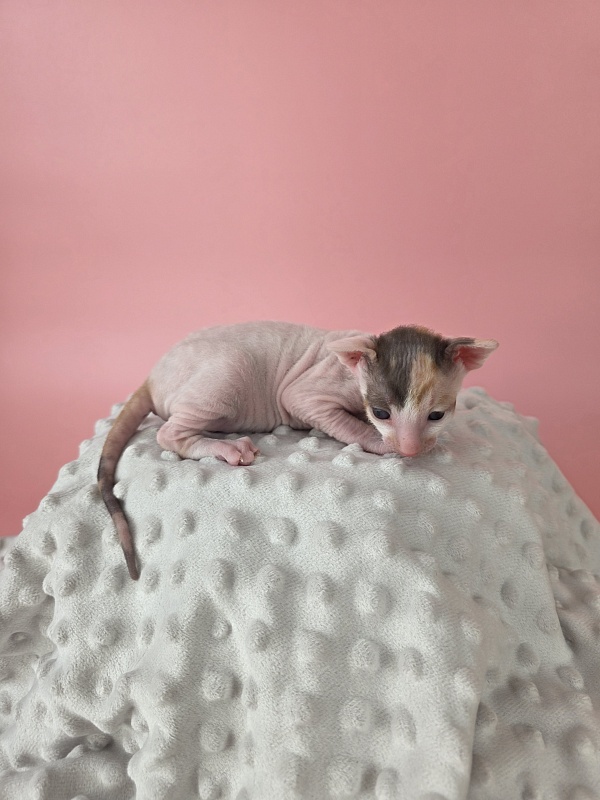 L1 Elemani Dream - Котенок корниш-рекс 2 недели