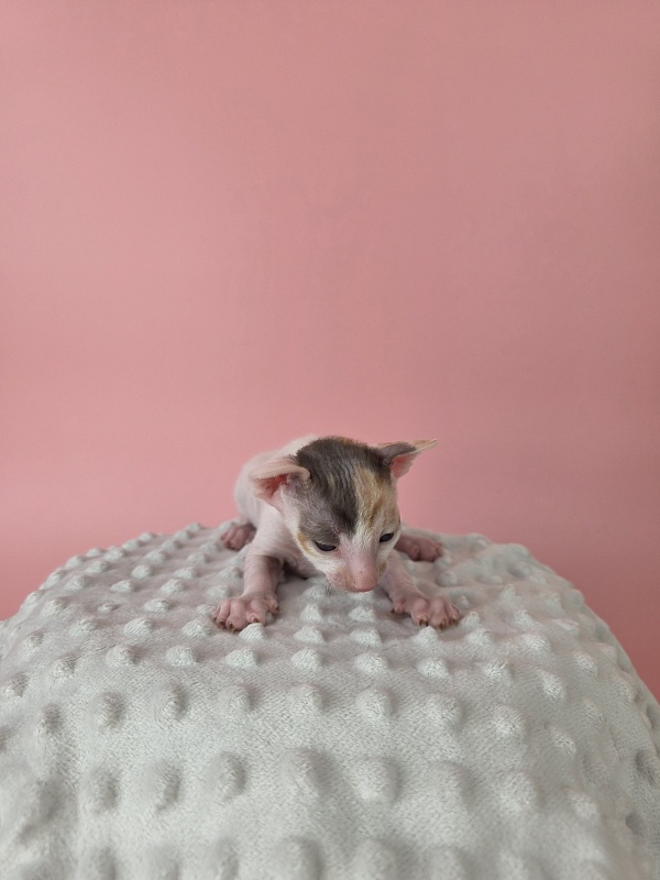 L1 Elemani Dream - Котенок корниш-рекс 2 недели