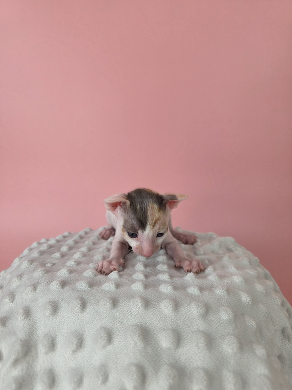 L1 Elemani Dream - Котенок корниш-рекс 2 недели