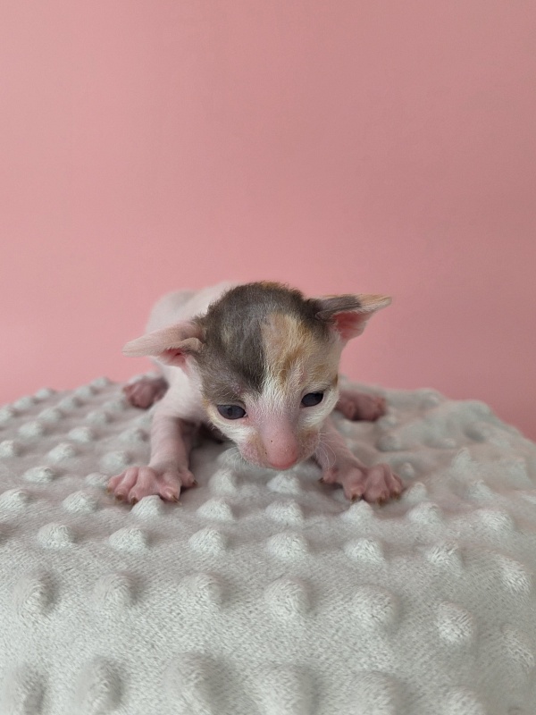 L1 Elemani Dream - Котенок корниш-рекс 2 недели