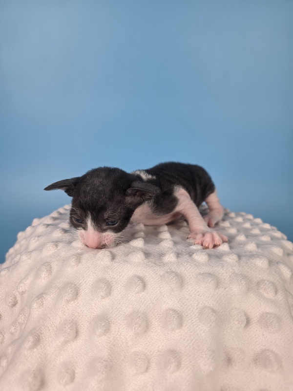 L2 Elemani Dream - Kitten cornish rex 2 weeks
