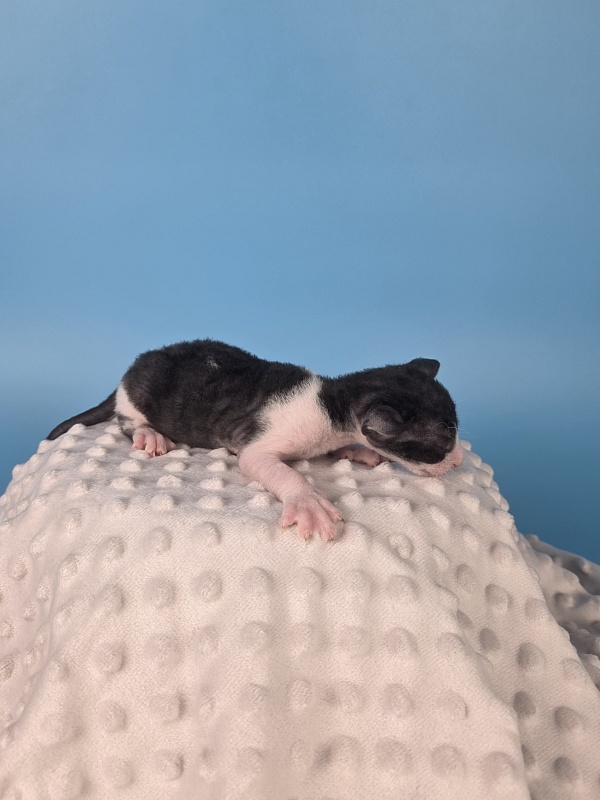 L2 Elemani Dream - Kitten cornish rex 2 weeks