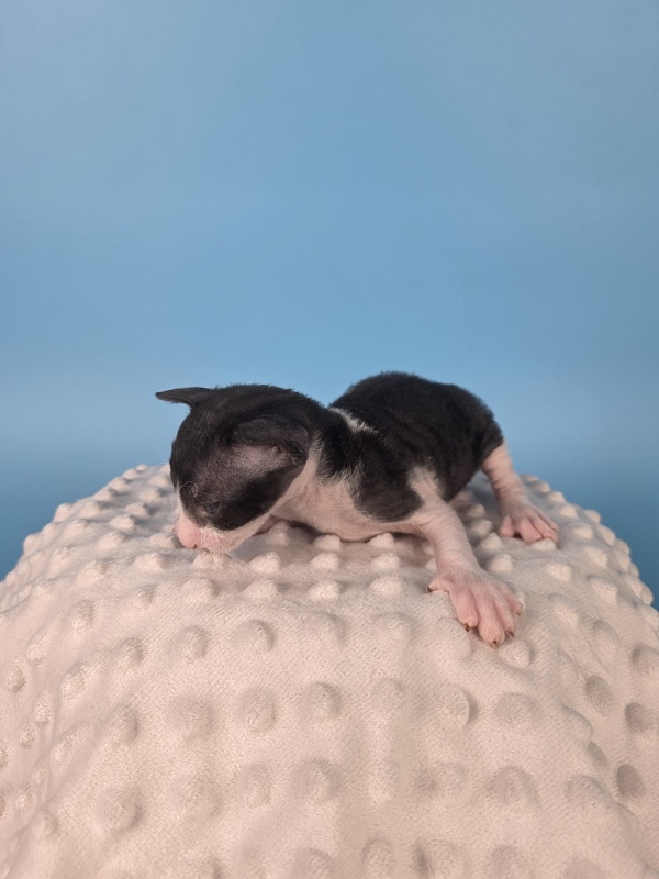 L2 Elemani Dream - Kitten cornish rex 2 weeks