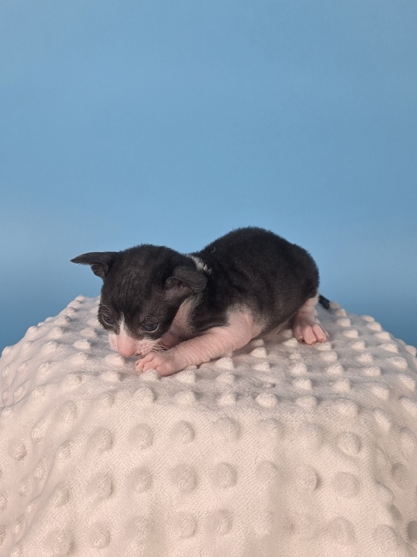 L2 Elemani Dream - Kitten cornish rex 2 weeks
