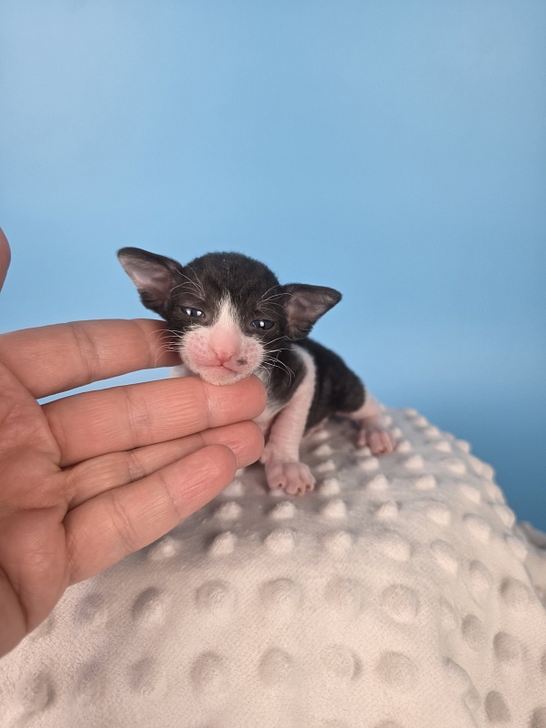 L2 Elemani Dream - Kitten cornish rex 2 weeks