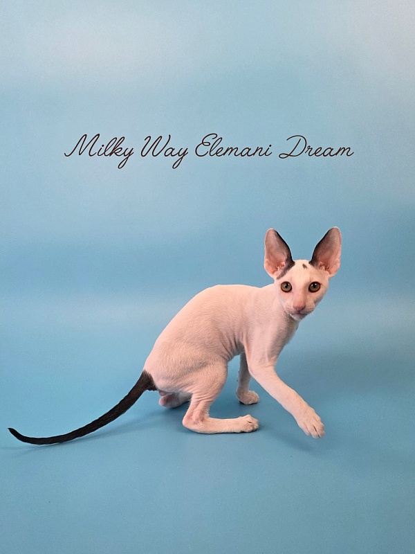 Milky Way Elemani Dream - Kitten cornish rex 2 months 3 weeks