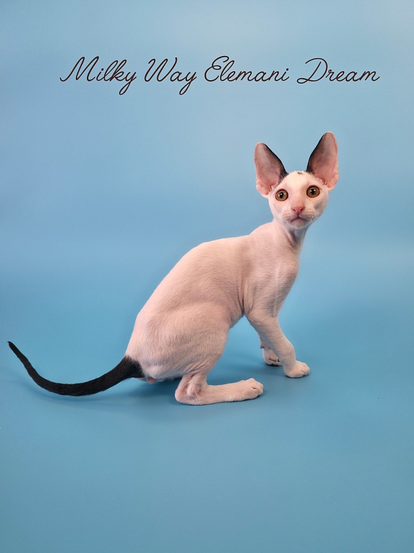 Milky Way Elemani Dream - Kitten cornish rex 2 months 3 weeks