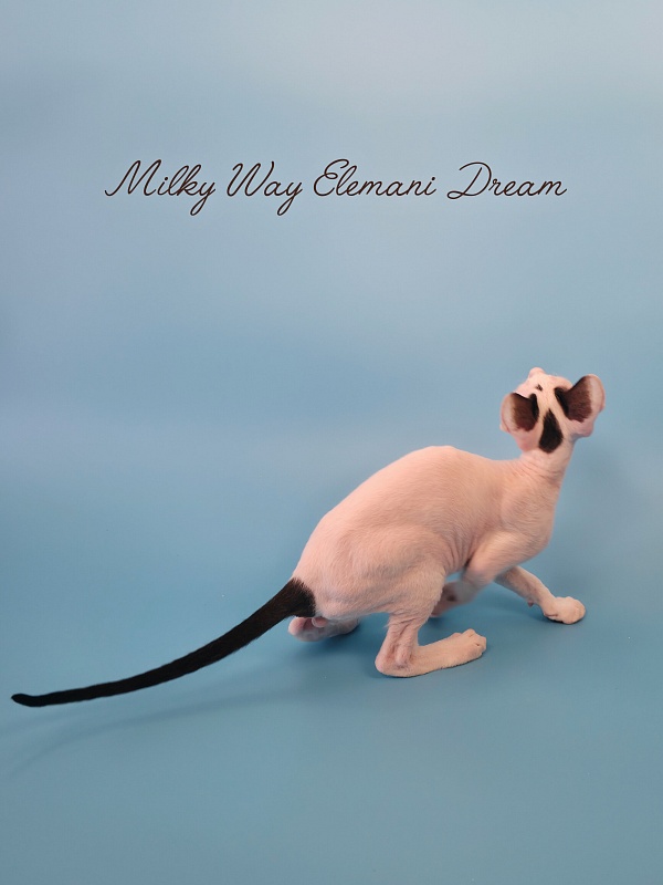 Milky Way Elemani Dream - Kitten cornish rex 2 months 3 weeks