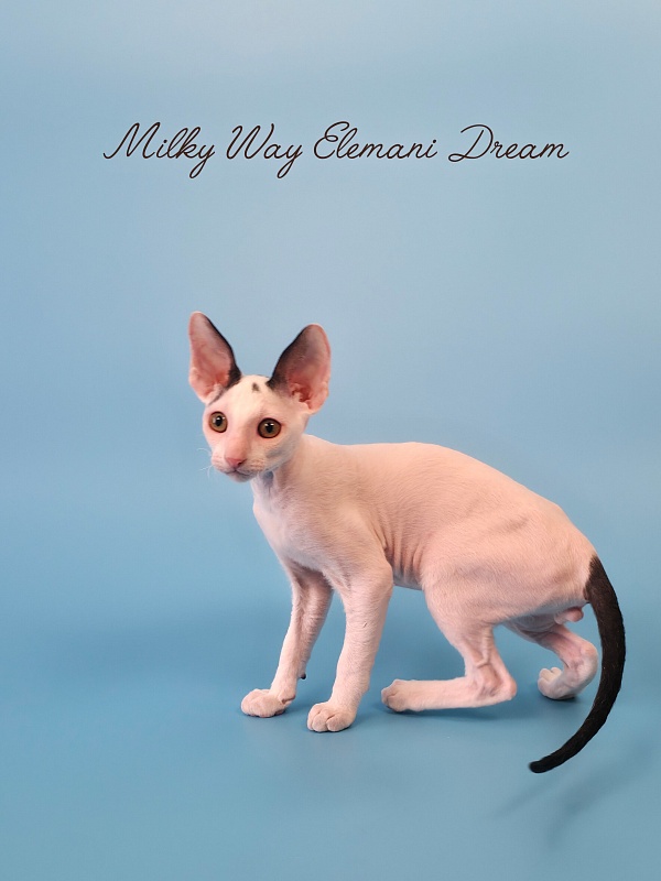 Milky Way Elemani Dream - Kitten cornish rex 2 months 3 weeks