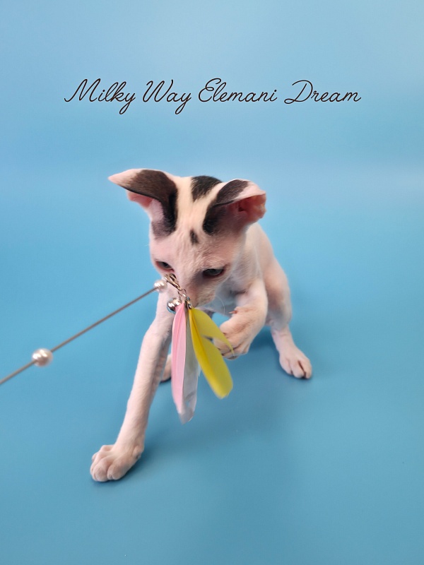 Milky Way Elemani Dream - Kitten cornish rex 2 months 3 weeks