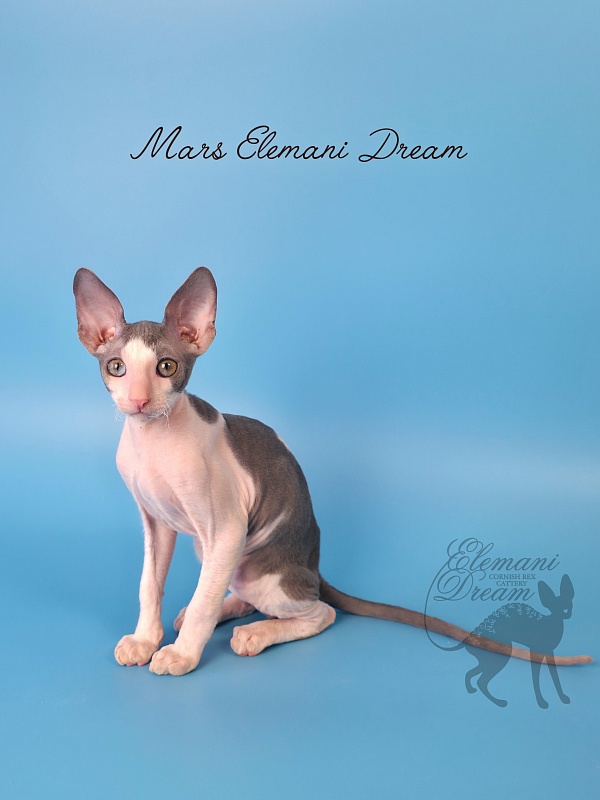 Mars Elemani Dream - Kitten cornish rex 2 months 3 weeks