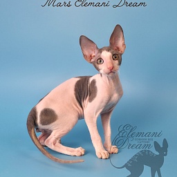 Mars Elemani Dream