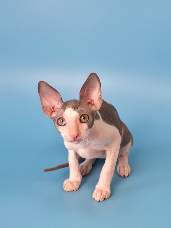 Mars Elemani Dream - Kitten cornish rex 2 months 3 weeks