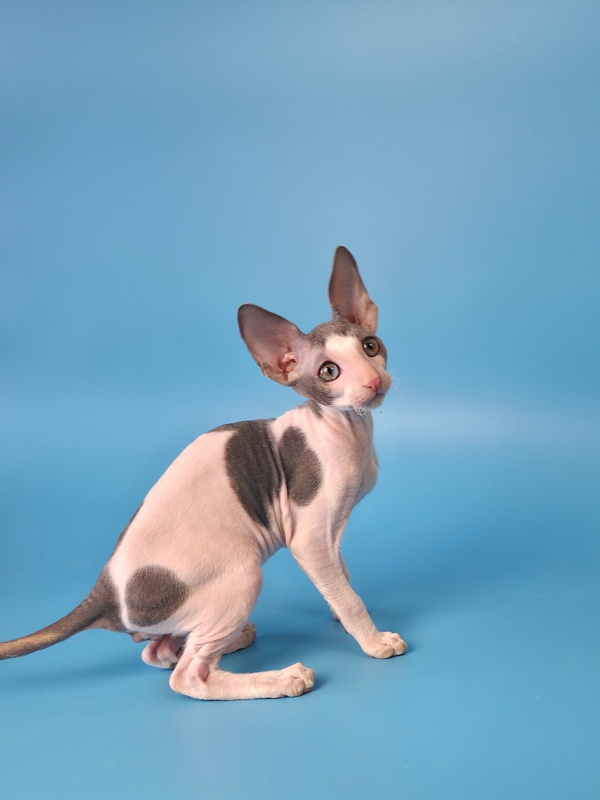 Mars Elemani Dream - Kitten cornish rex 2 months 3 weeks
