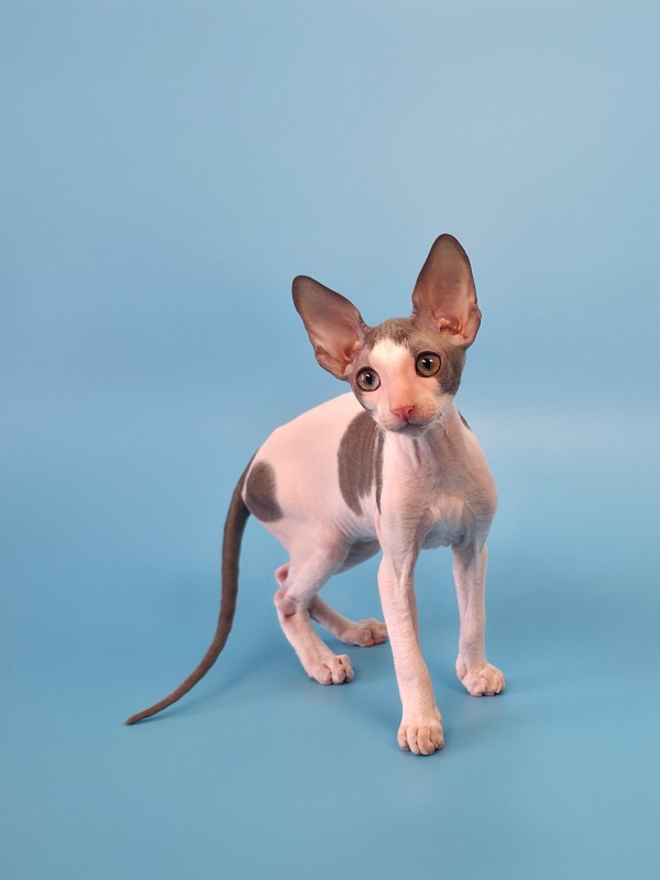Mars Elemani Dream - Kitten cornish rex 2 months 3 weeks