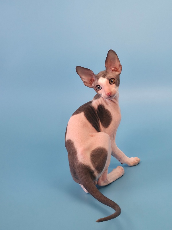 Mars Elemani Dream - Kitten cornish rex 2 months 3 weeks