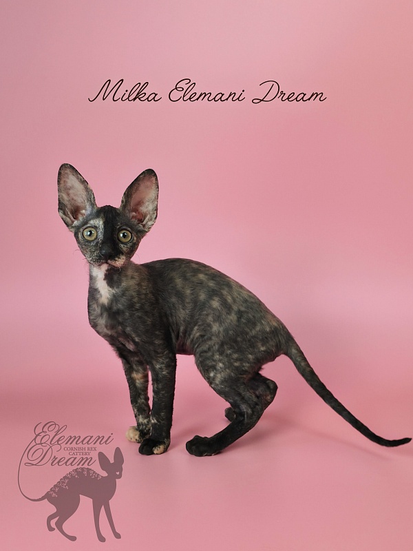 Milka Elemani Dream - Kitten cornish rex 2 months 3 weeks