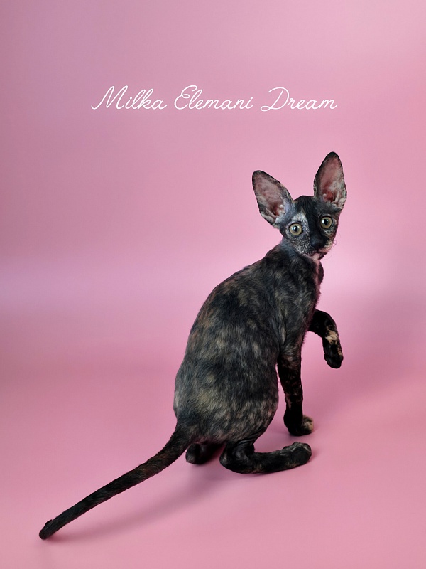 Milka Elemani Dream - Kitten cornish rex 2 months 3 weeks