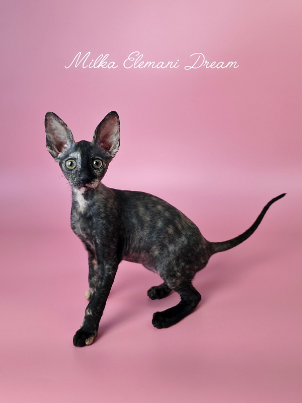 Milka Elemani Dream - Kitten cornish rex 2 months 3 weeks