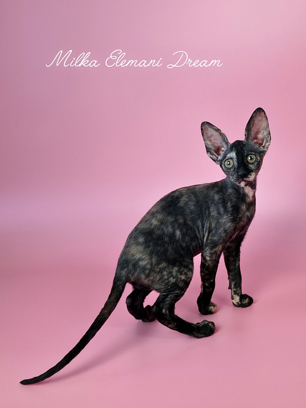 Milka Elemani Dream - Kitten cornish rex 2 months 3 weeks