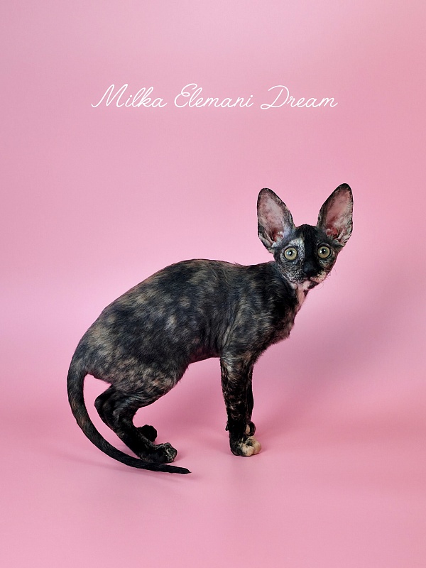 Milka Elemani Dream - Kitten cornish rex 2 months 3 weeks