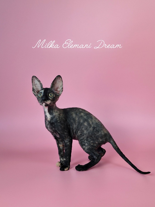Milka Elemani Dream - Kitten cornish rex 2 months 3 weeks