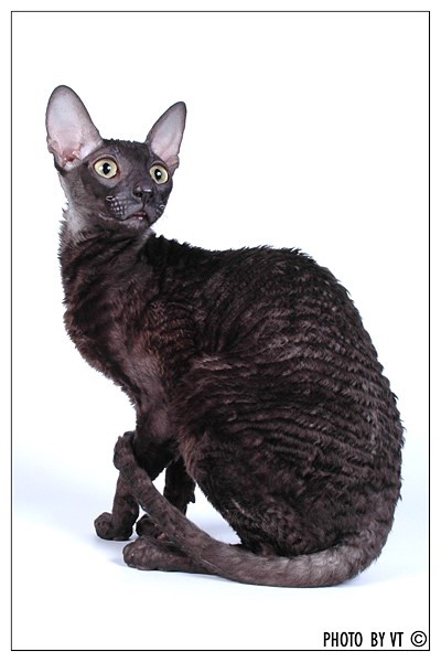 Latif Jolly Rex - cornish rex