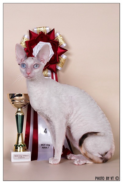 Tidgi Dream Squirrel of Sweet-Rex - cornish rex