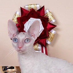 Tidgi Dream Squirrel of Sweet-Rex