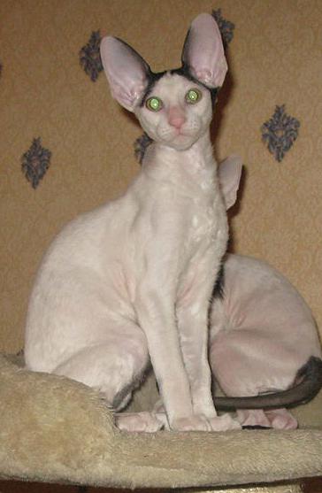 Rextime & Tidgi Joe Dassen - cornish rex