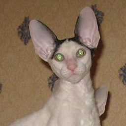 Rextime & Tidgi Joe Dassen