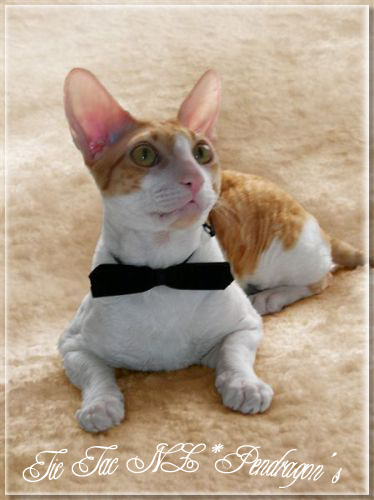 Pendragon's Tic Tac - cornish rex 01/19/2006