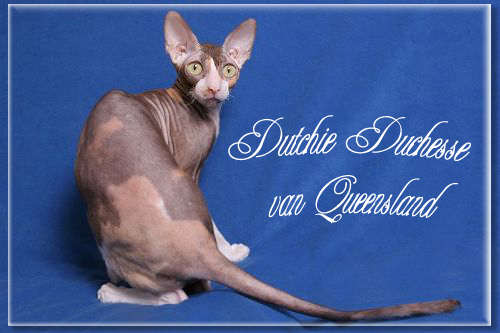 Dutchie Dutchesse van QueensLand - cornish rex 04/02/2008