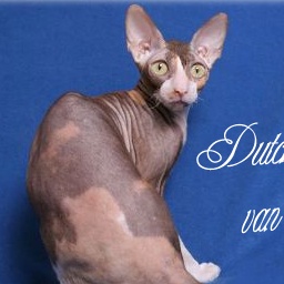 Dutchie Dutchesse van QueensLand