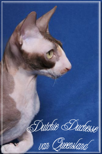 Dutchie Dutchesse van QueensLand - cornish rex
