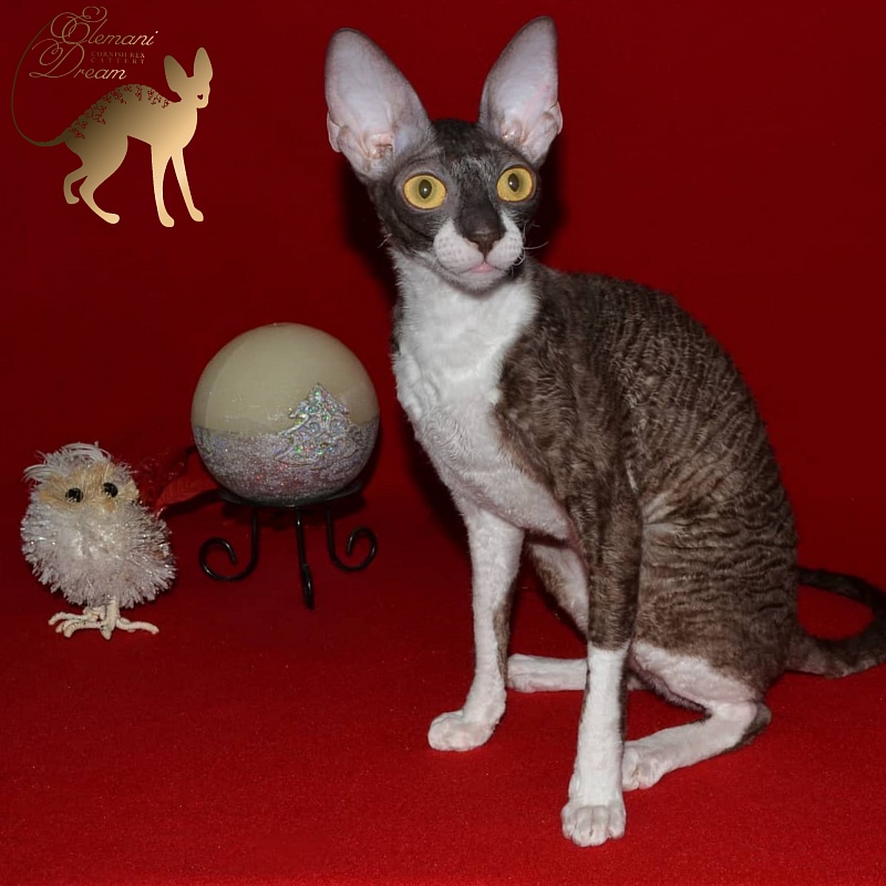 Kleopatra Elemani Dream - Adult cornish rex 10 months 3 weeks