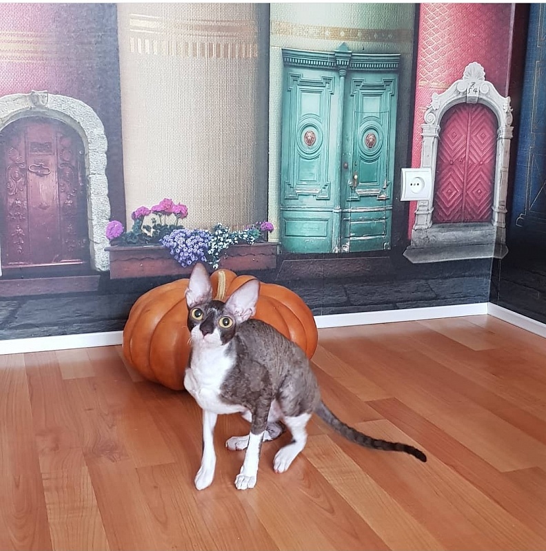 Kleopatra Elemani Dream - Adult cornish rex 1 year 1 month 1 week