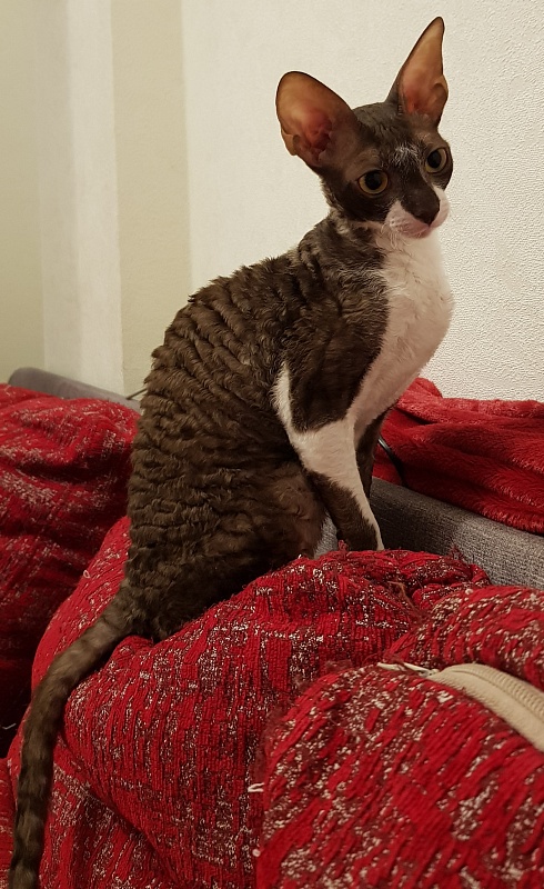 Kleopatra Elemani Dream - Kitten cornish rex 5 months 3.5 weeks
