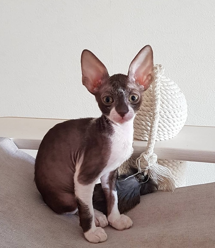 Kleopatra Elemani Dream - Kitten cornish rex 1 month 4 weeks