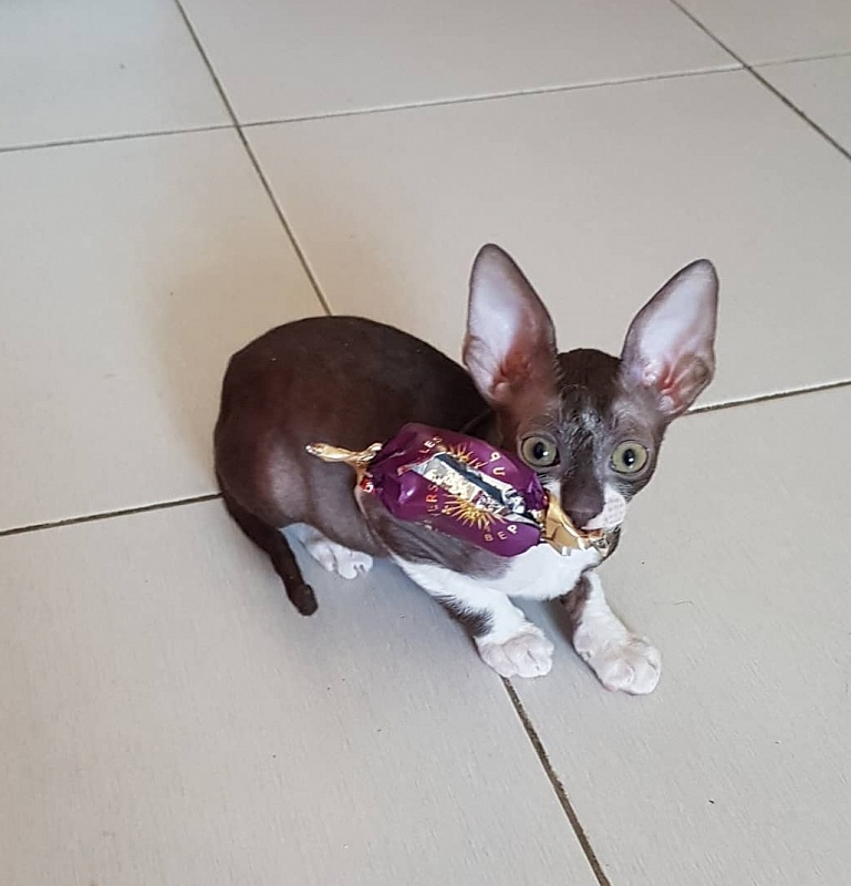 Kleopatra Elemani Dream - Kitten cornish rex 1 month 4 weeks