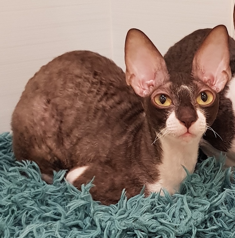 Kleopatra Elemani Dream - Adult cornish rex 1 year 3 months 1 week
