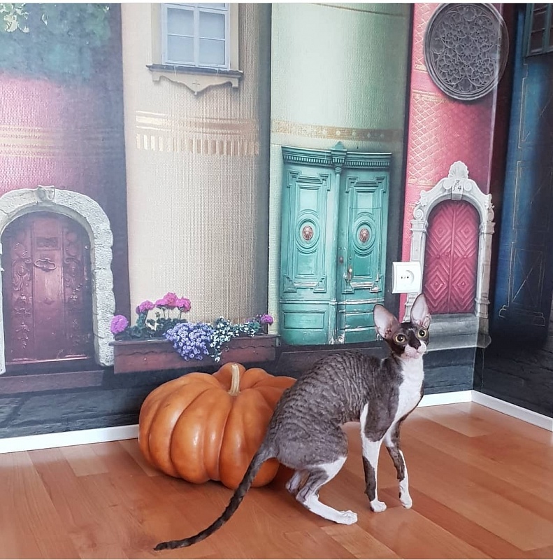 Kleopatra Elemani Dream - Adult cornish rex 1 year 1 month 1 week