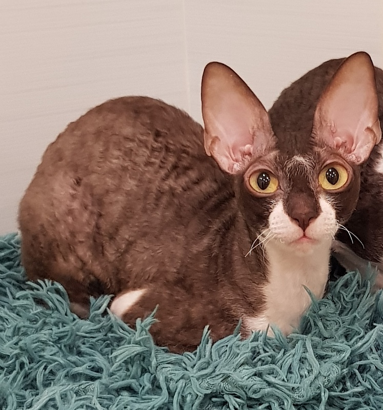 Kleopatra Elemani Dream - Adult cornish rex 1 year 3 months 1 week