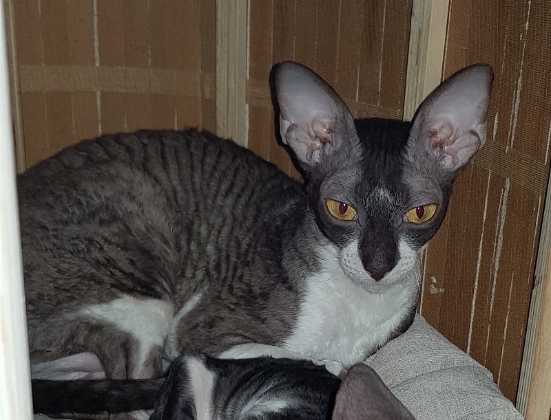 Kleopatra Elemani Dream - Adult cornish rex 1 year 1 month 0.5 weeks